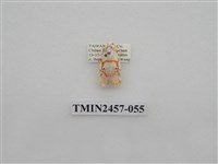 藏品(二斑叉紋苔蛾)的圖片